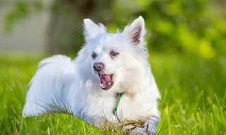 Kennelhoest bij Honden: Voorkomen, Herkennen en Behandelen