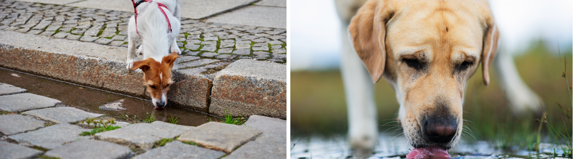 Weil's Disease in Dogs