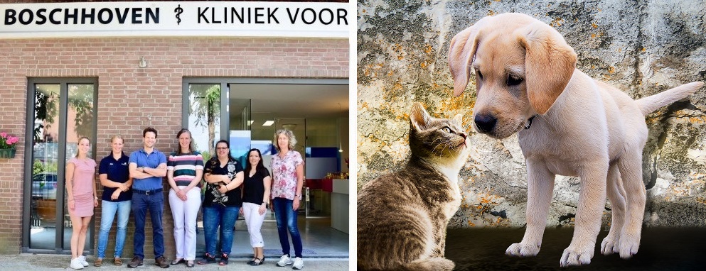 Hond castreren nabij Valkenswaard Boschhoven Kliniek voor dieren