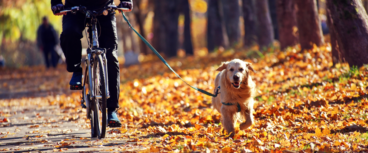 Fietsen met uw hond - Dierenarts Boschhoven
