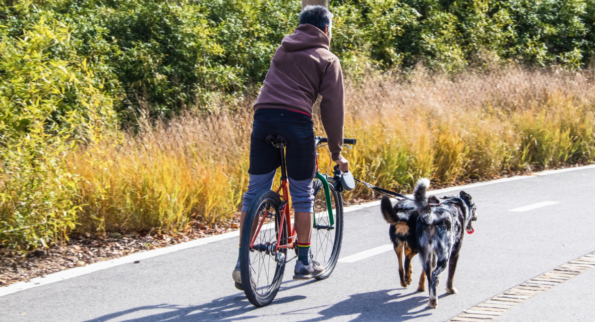 Fietsen met uw hond - Dierenarts Boschhoven