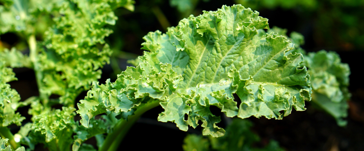 Grow kale in autumn