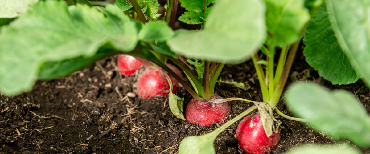 Grow radish in autumn