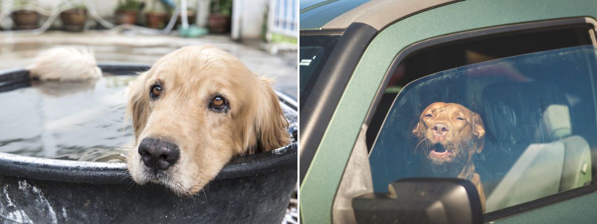Hond hitte - Dierenarts Boschhoven