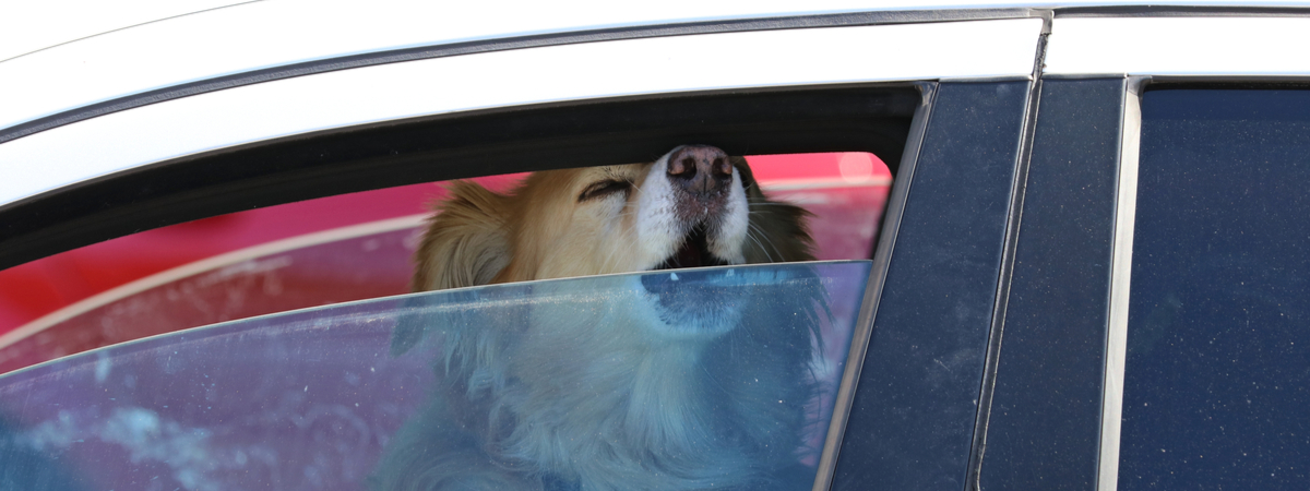 Hond in auto oververhit - Dierenarts Boschhoven