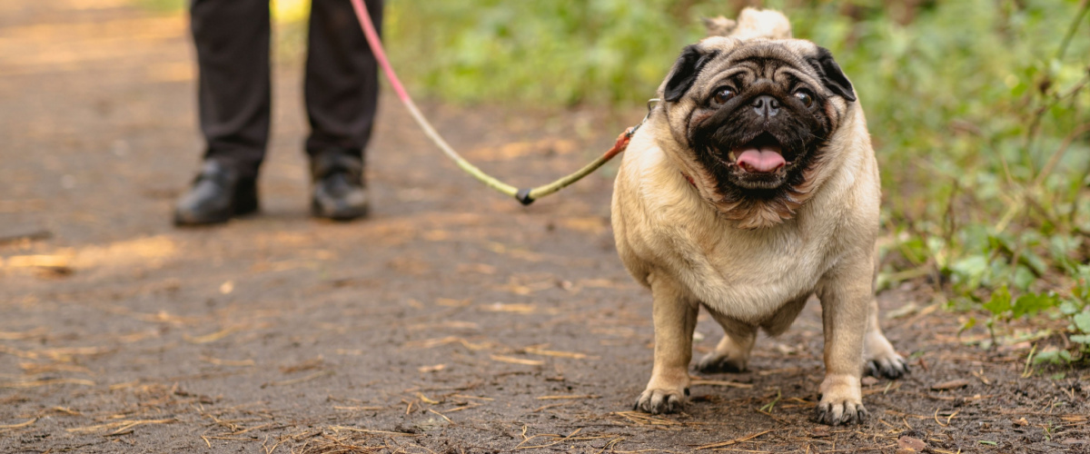 Overgewicht hond - Dierenarts Boschhoven