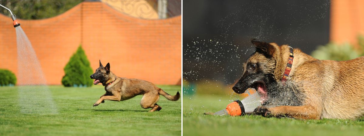 Hond oververhitting - Dierenarts Boschhoven