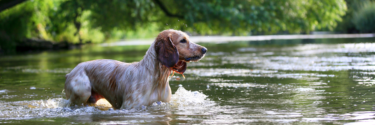 Hond veilig zwemmen - Dierenarts Boschhoven