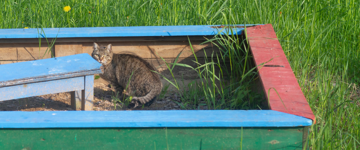 Kat poept in zandbak - ontwormen kat - Dierenarts Boschhoven