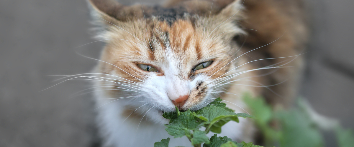 Katvriendelijke tuinplanten - kattenkruid - Dierenarts Boschhoven