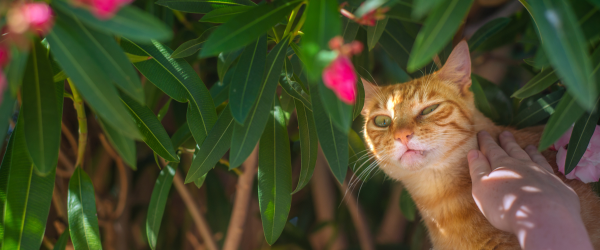 Katvriendelijke tuinplanten - oleander - Dierenarts Boschhoven