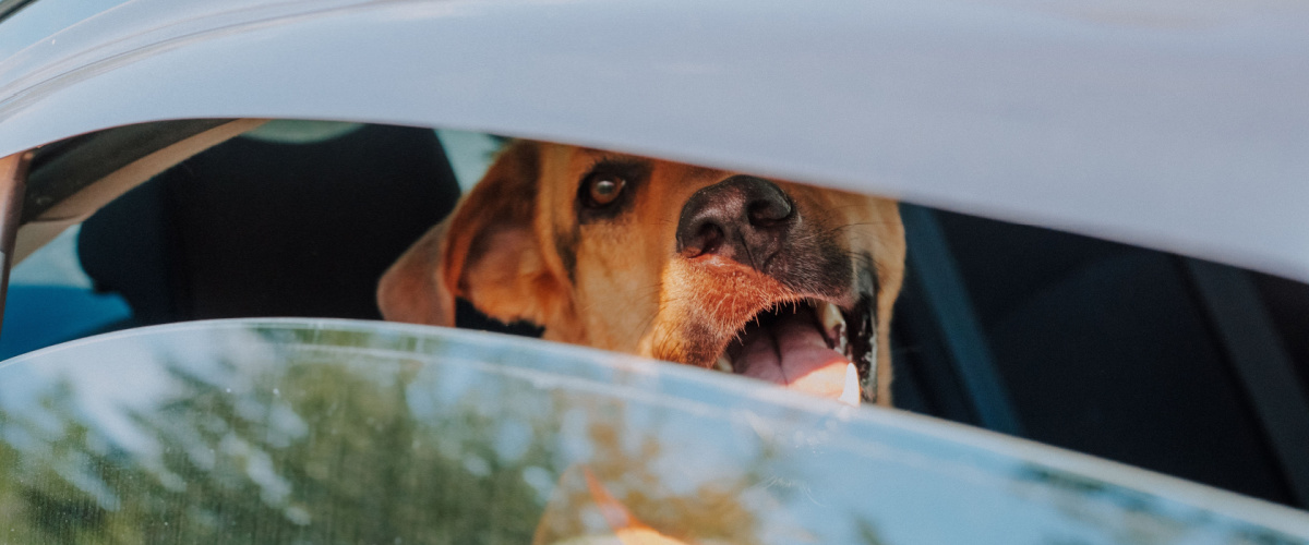 Laat nooit uw hond achter in een auto tijdens warmte - Dierenkliniek Coppelmans
