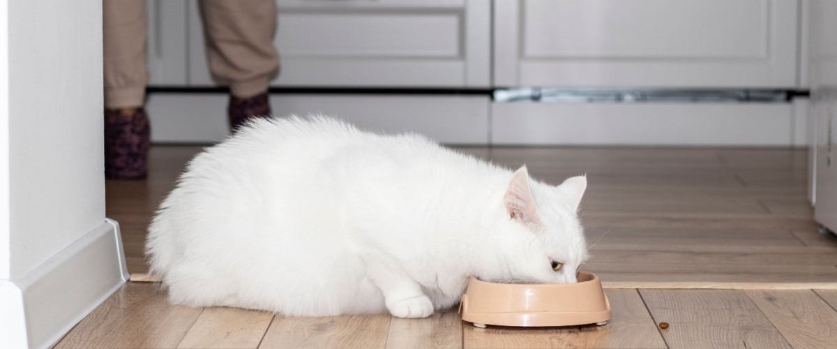Onderhoudsvoeding en speciaalvoeding SPECIFIC - Dierenarts Boschhoven