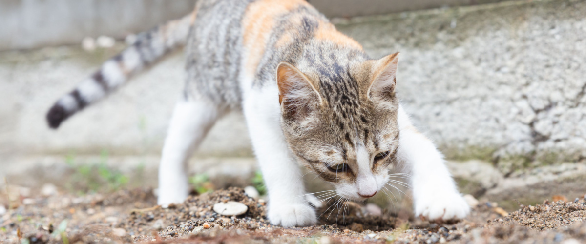 Ontwormen kat - Dierenarts Boschhoven
