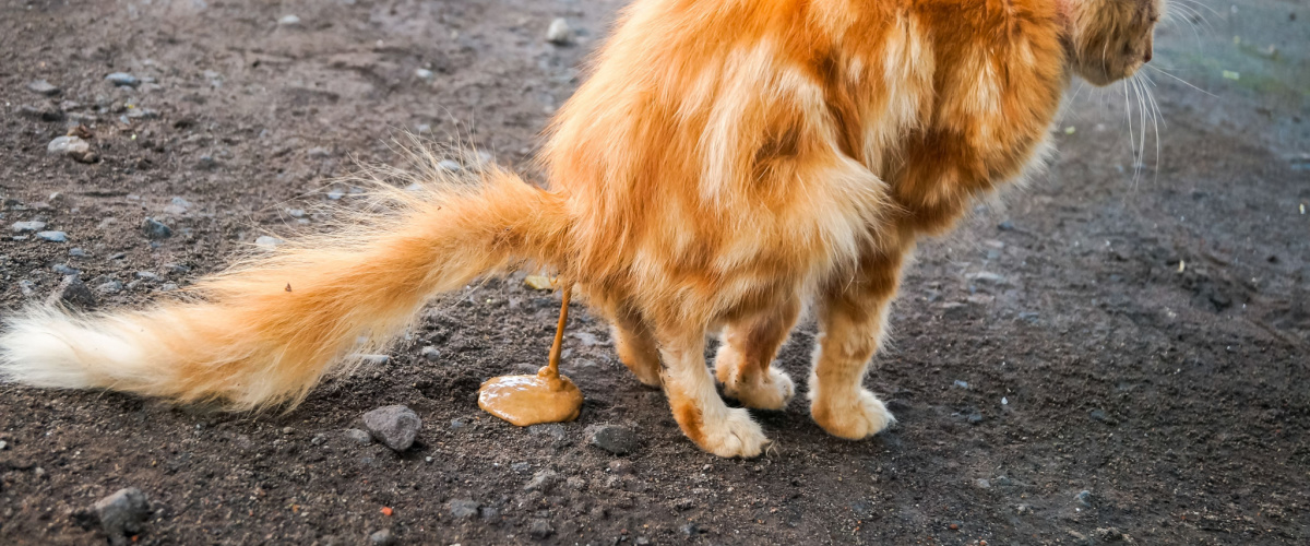 Kat diarree - ontwormen kat - Dierenarts Boschhoven