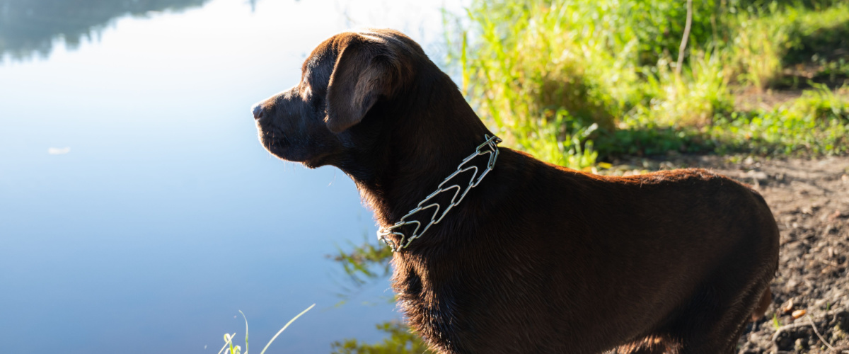 Vacation with your pet