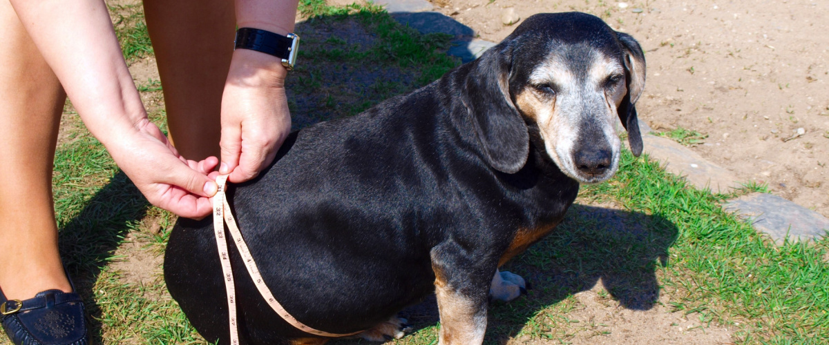 Overgewicht hond - Dierenarts Boschhoven