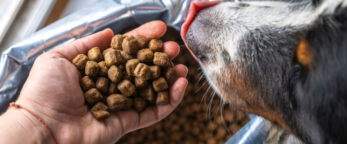 Overgewicht hond - Dierenarts Boschhoven