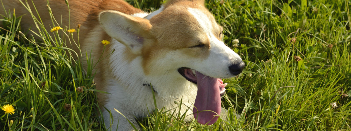Oververhitte hond - Dierenarts Boschhoven