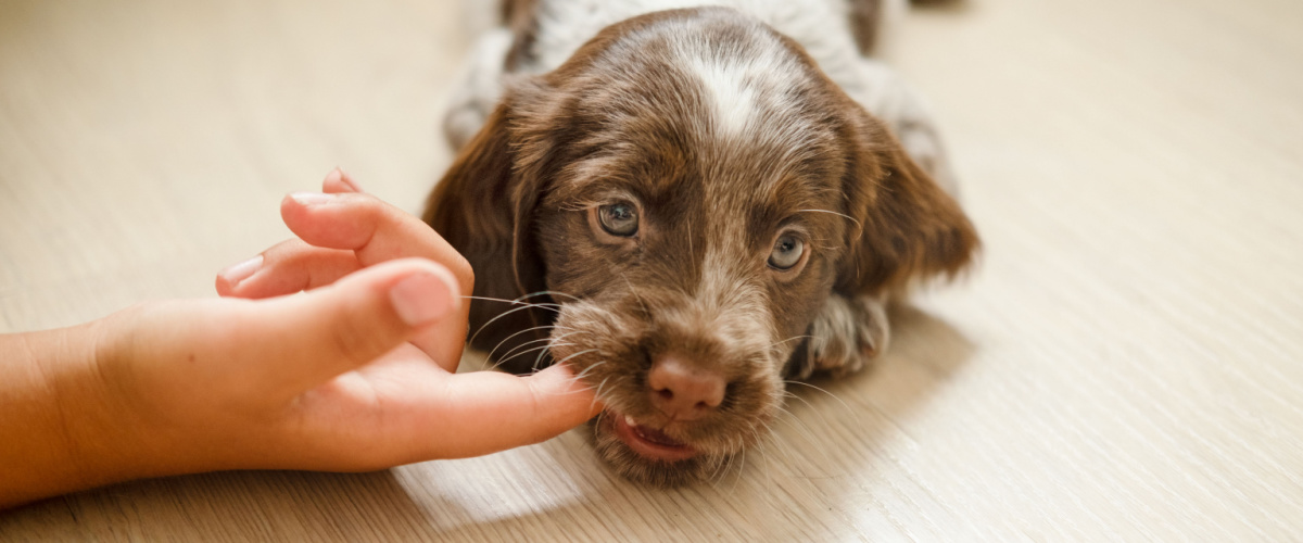 Vaccineren huisdier puppy - Dierenarts Boschhoven