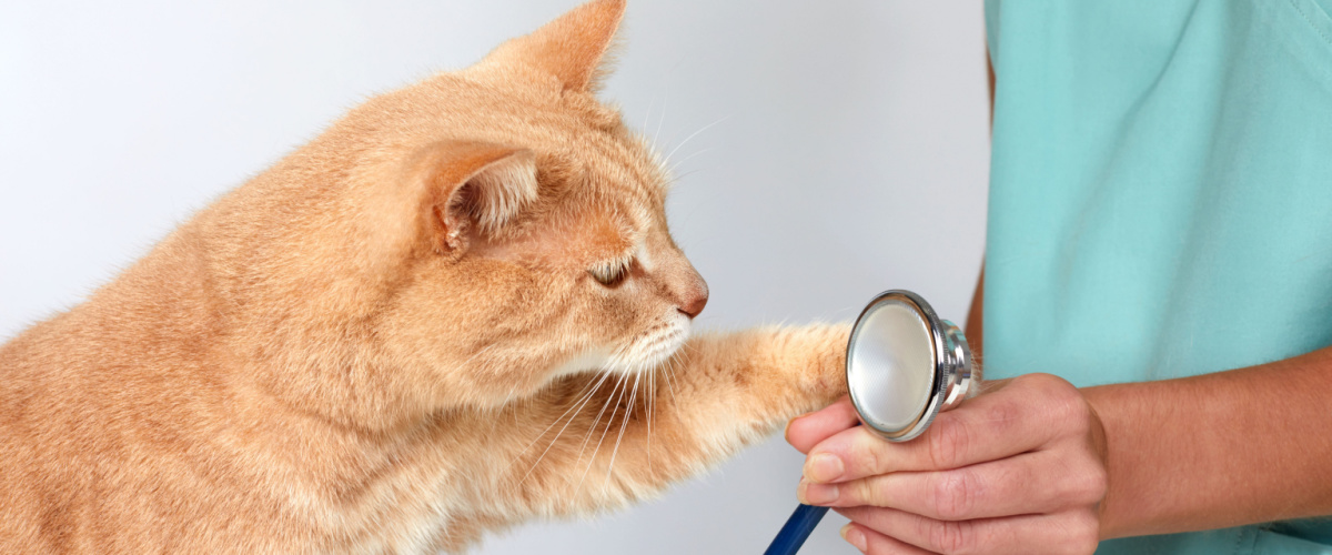 Vaccineren kat - Dierenarts Boschhoven