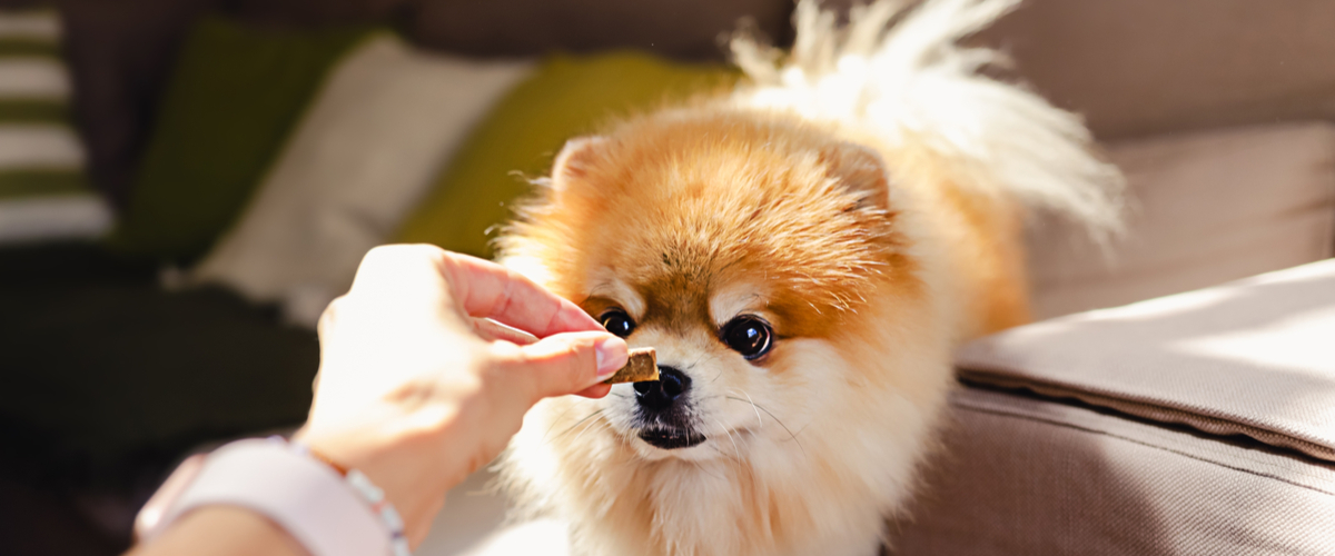 Welke hond past bij mij - Dierenarts Boschhoven