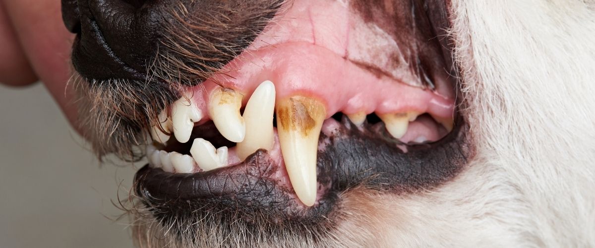 Gebitsproblemen hond - Dierenarts Boschhoven