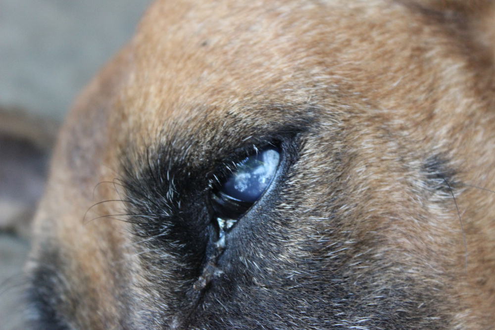 Glaucoom oogdrukmeting hond - Dierenarts Boschhoven