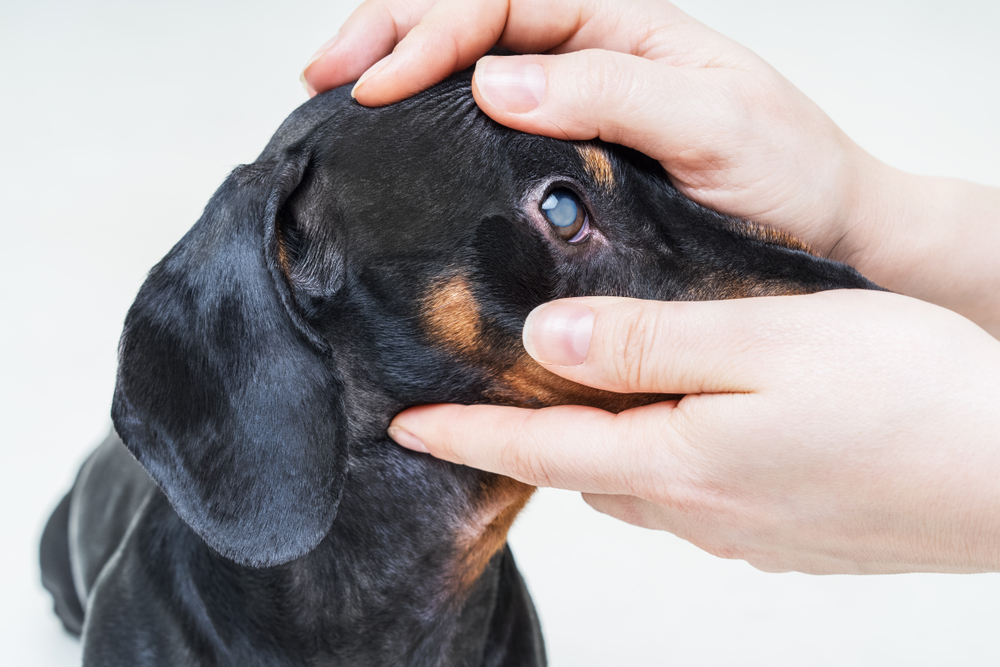 Glaucoom oogdrukmeting hond - Dierenarts Boschhoven