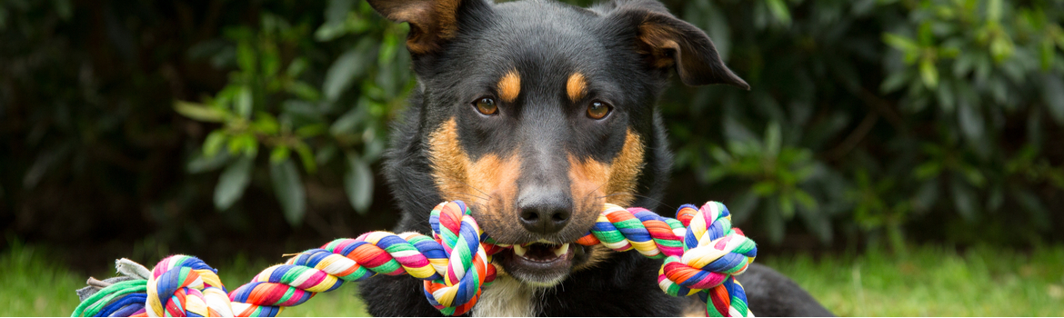 Hond Dierendag 2020 - Dierenarts Boschhoven