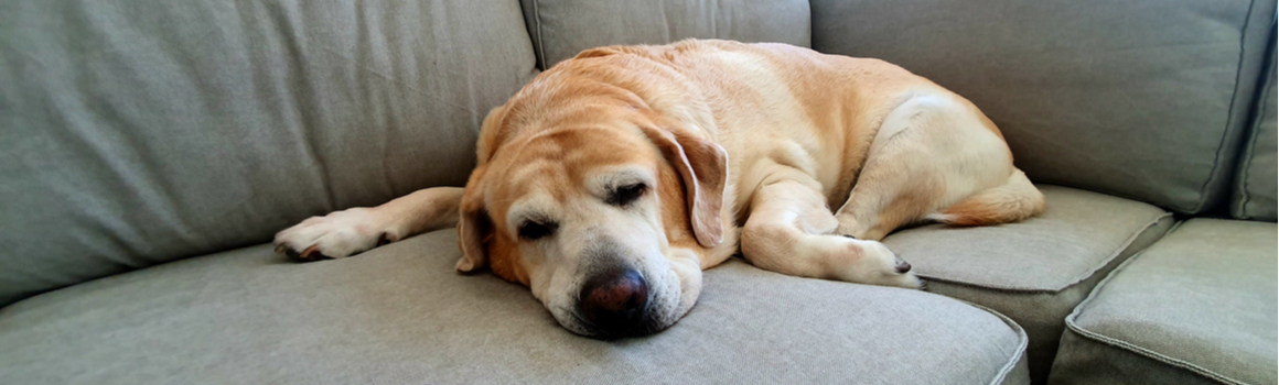 Hond afvallen - Dierenarts Boschhoven