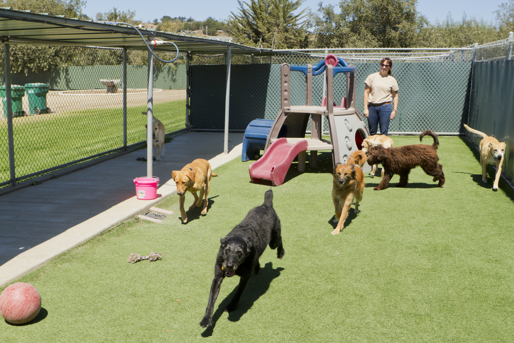 Hond kennelhoest - Dierenarts Boschhoven
