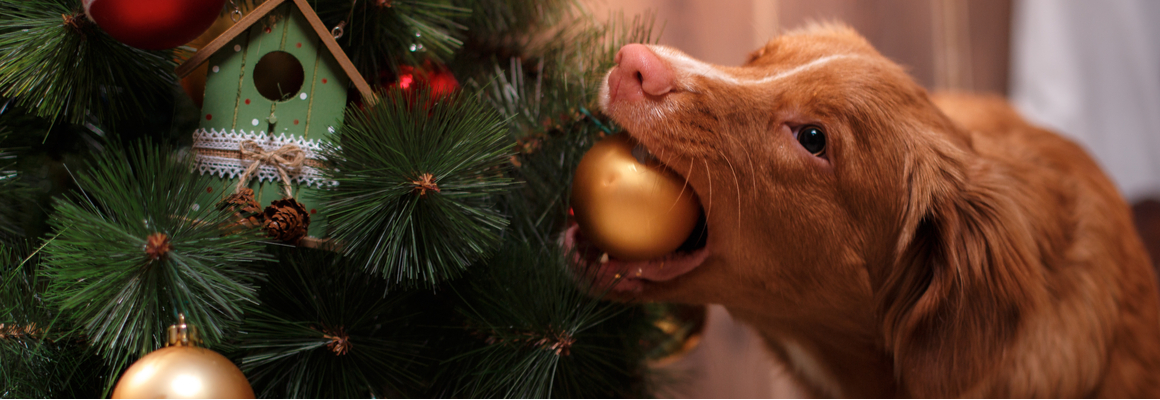 Hond - kerstboom - Dierenarts Boschhoven
