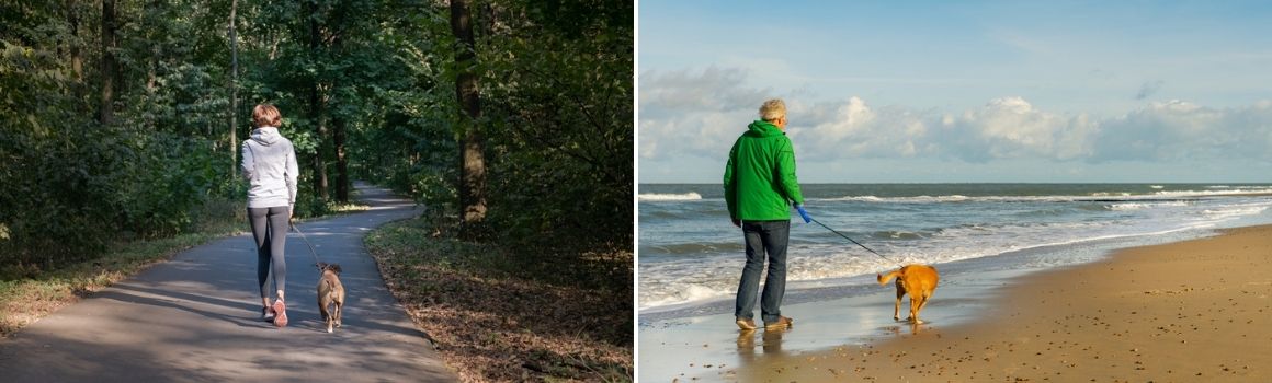 Hond meer beweging - Dierenarts Boschhoven