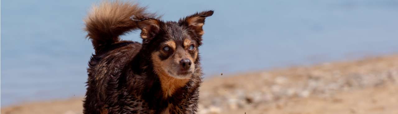 Hond suikerziekte - Dierenarts Boschhoven