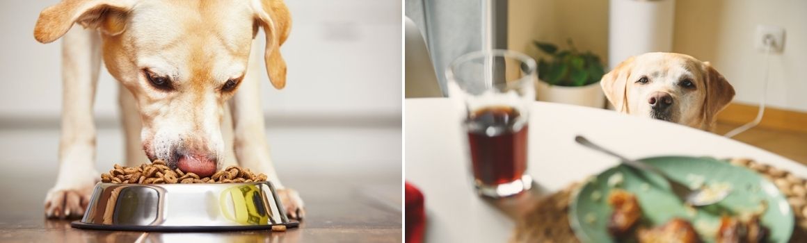 Hond te dik - Dierenarts Boschhoven