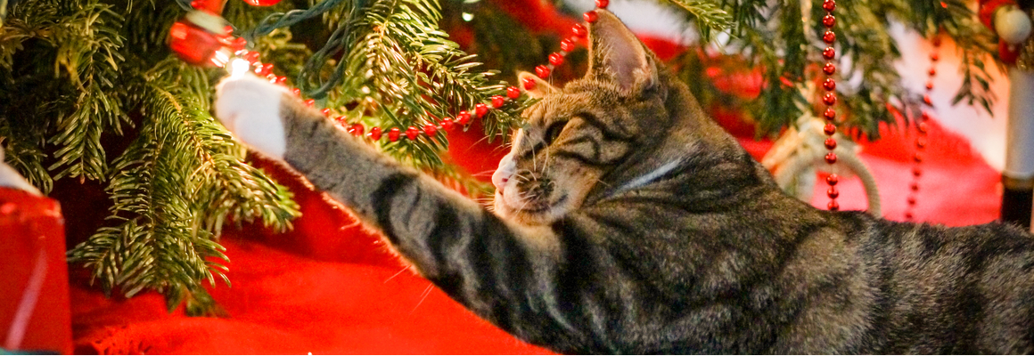 Kat kerstboom - Dierenarts Boschhoven