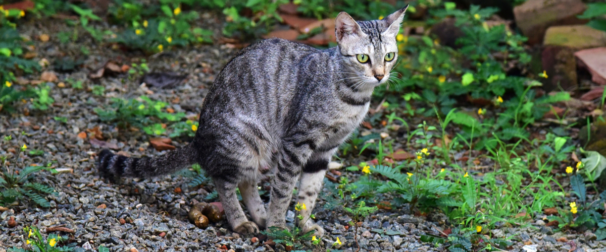 Spijsvertering kat - Dierenarts Boschhoven