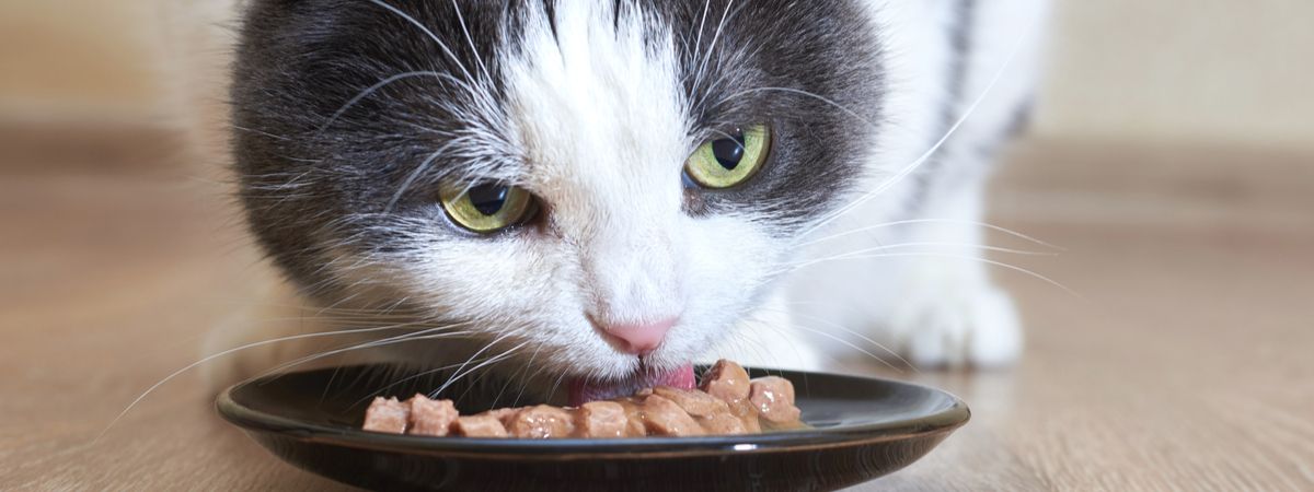 Voedselintolerantie kat - Dierenarts Boschhoven