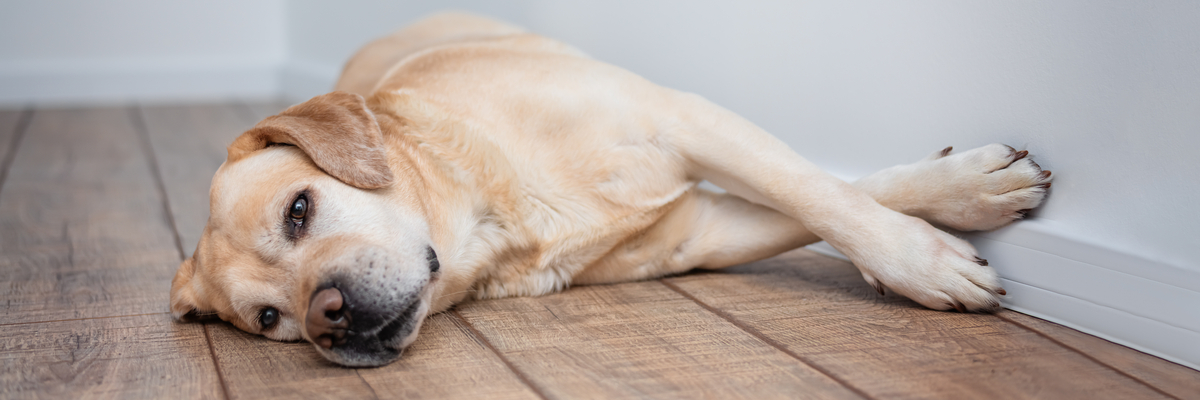 Wormen bij hond - Dierenkliniek Coppelmans