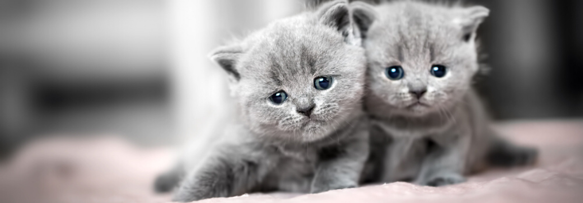 Dierenarts-Boschhoven-aanschaf-kitten-poes