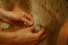 Acupunctuur hond