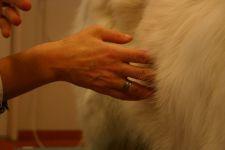 Acupunctuur hond