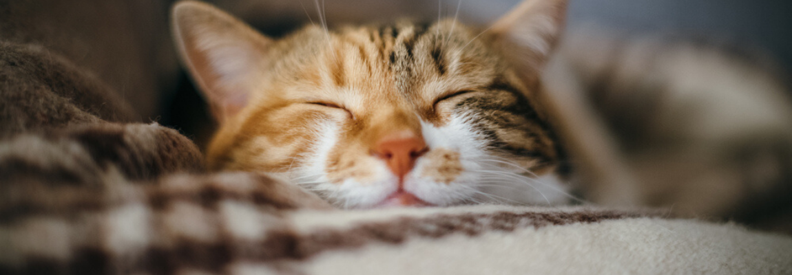 operatie-katten