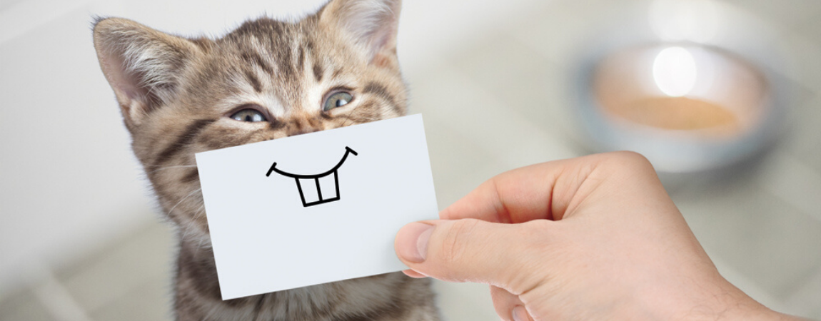 gebit-verzorging-kat