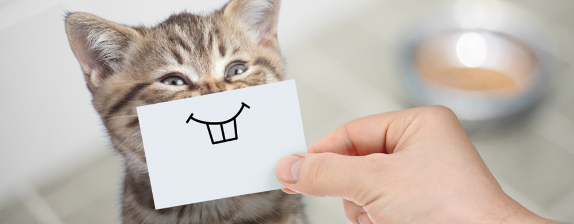 Maakte zich klaar Met bloed bevlekt Schipbreuk Katten - Gebit - Dierenarts Boschhoven