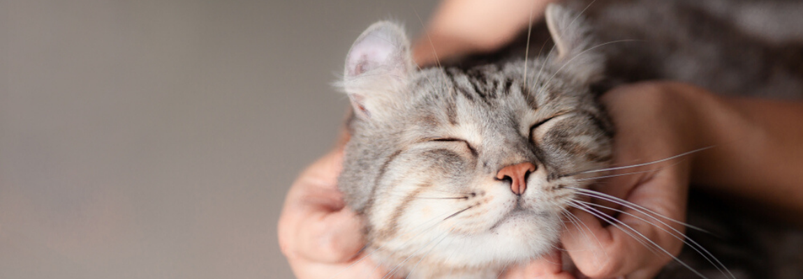 gezondheidscontrole-katten-vaccinaties