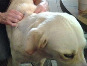 Massage hond Boschhoven