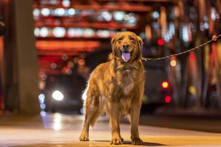 Avondklok hond uitlaten