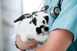 Bladder problems in rabbits